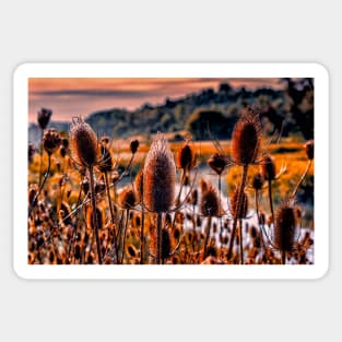 Morning Teasel Sticker